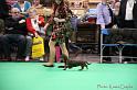 Crufts2011_2 1141